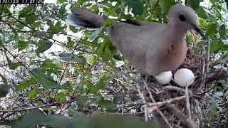 Dove Bird Familypart 1 NestingLaying and Hatching [upl. by Piselli]