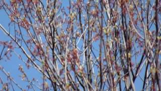 rose breasted grosbeak song [upl. by Sampson]