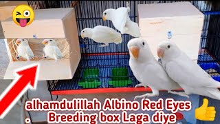 Love Birds Breeding Box Nesting  Love birds breeding formula  Bilal Aleem World  official video [upl. by Teufert]