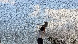 LOCUST SWARM ISRAEL from EGYPT  1000000 Expected Mar5  30 2013 Egypt Permission [upl. by Thomey]