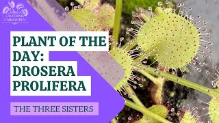 Plant of the Day Drosera prolifera [upl. by Anyzratak499]