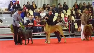 Exposition Canine Internationale Tarbes 2014 [upl. by Tnomal228]