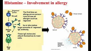 4 Histamine amp Bradykinin [upl. by Aerdnat254]