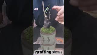 Bonsai tree grafting method unique l grafting shorts [upl. by Eniarol234]