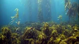 Tasmanias Disappearing Kelp Forests [upl. by Haididej]