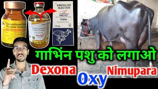 gyabhin pashu lagane par kya hoga  Dexona injection use  oxytetracycline injection  Vet injection [upl. by Hsekar]