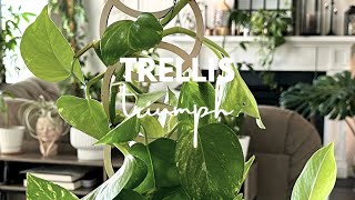 Plant Trellis Ideas Garden Design Pothos Trellis [upl. by Souvaine870]