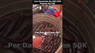 Live Kora Mata Fish Kg 200  500  Prawns Kg 220  కొర్రమీను చేపలు fish viral shortsseafood [upl. by Jaymee]