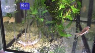 Albino and Bronze Corydoras aeneus spawning  eggs in Ziss Tumbler [upl. by Lissner]