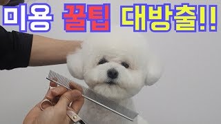 미용 꿀팁 대방출귀툭튀korea dog groomerdog grooming [upl. by Ecneps]