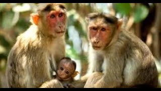 quot43 Monkeys Escape South Carolina Research Facility  Rhesus Macaque Search in Beaufort Countyquot [upl. by Yelssew]