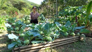 Harvesting kohlrabi How to preserve kohlrabi for a long time [upl. by Yerffe]