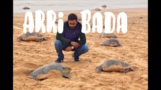 The Dancing Olive Ridley Turtles of Odisha  Arribada at Rushikulya [upl. by Ellersick35]