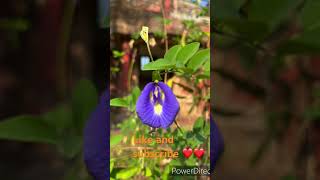 Beautiful Shankhpushpi flower  Clitoria ternatea  shorts [upl. by Babs]