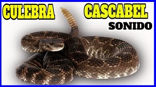 🐍 Sonido SERPIENTE CASCABEL [upl. by Rilda]