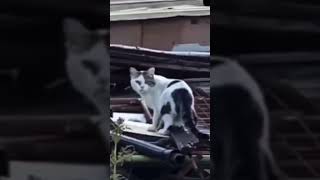 Kittler got competition cool ww2memes shortshorts funny kitty germany hitleryt short shorts [upl. by Eimoan618]