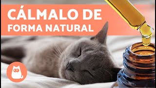 7 TRANQUILIZANTES NATURALES para GATOS 🐱✅  Cómo Relajar a un Gato sin Medicación [upl. by Yllek42]