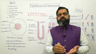 Structure of chromosomes Urdu Hindi medium profmasoodfuzail Morphology of Chromosome [upl. by Rorrys369]