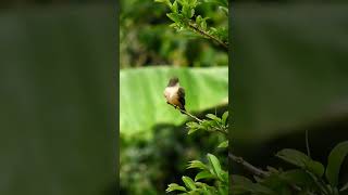 🧡 Rufous bellied bird 🧡 [upl. by Renzo]