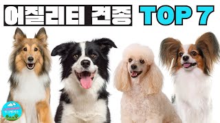 어질리티에 어울리는 견종 🐾 TOP 7  Dog Breeds for Agility 강아지견종 [upl. by Einna]