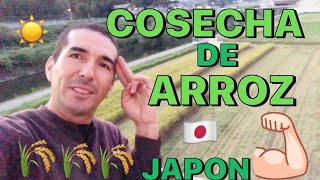 Cosecha de arroz en Japón [upl. by Miche813]