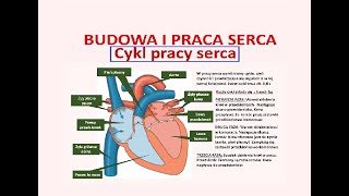 Cykle pracy serca Budowa i działanie serca Praca serca [upl. by Oilegor]