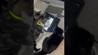 Liked the video and all look cats cuteanimals cat kittenish cutekitty tabby lovelycat [upl. by Lindley942]