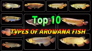 Top 10 Types of arowana fish  arawana fish Lucky Fish  arowana species [upl. by Setsero]