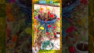 Garden ideas for home  বাড়ির জন্য বাগানের ধারণা  garden homegarden plants seedsplants33 [upl. by Glick]