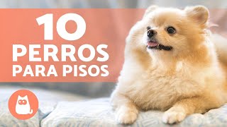 10 PERROS para tener EN UN PISO 🏠 ¡Los Mejores [upl. by Llehcim73]