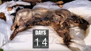 Time Lapse Pig Decomposition  Secrets of Everything  Earth Science [upl. by Serafina]