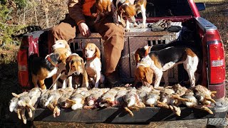 Rabbit Hunting with beagles Dec 10 2023 Limits [upl. by Georas149]