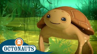 Octonauts  The Loggerhead Sea Turtle 🐢  World Turtle Day  Full Episodes  Cartoons for Kids [upl. by Miharba942]