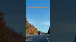 Algonquin fall colors canada fallcolors algonquin autumnfoliage naturebeauty [upl. by Web]