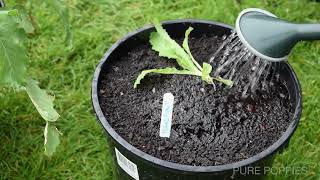 TRANSPLANTING PAPAVER SOMNIFERUM  THE WALLE METHOD [upl. by Milty]