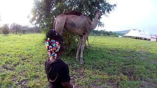 Bithiah in Kingakati Kinshasa DRC 2 She wants to feed the camel [upl. by Attikin]