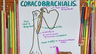 Coracobrachialis Muscle  Anatomical Events At Insertion  Nerve supply  Action [upl. by Lig]