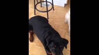 Rottweiler amp Shih Tzu Show Off Their Tricks [upl. by Lesak]