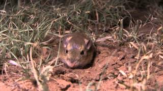 Texas Wild Plains Pocket Mouse [upl. by Akinnej]