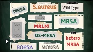 MSSA BORSA MODSA MRSA OSMRSA Hetero MRSA MRLM [upl. by Htiekal]