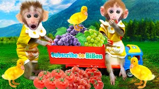 Bon Bon monkey takes ducks to pick fruit  Animals life [upl. by Ehpotsirhc]