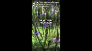 La verveine officinalemp4 [upl. by Hadihahs]