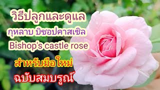 EP209 แนะนำวิธีปลูกและดูแลกุหลาบบิชอปคาสเซิล ฉบับสมบรูณ์ How to plant bishops castle rose [upl. by Erehpotsirhc]