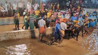 Kambala Start  Panapila Mangalore 2024 [upl. by Roseanne]