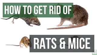 How to Get Rid of Rats and Mice Guaranteed 4 Easy Steps [upl. by Aon]