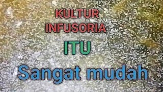 Kultur infusoria itu sangat mudah 100 berhasil [upl. by Annie]