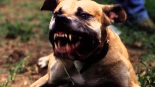 Bad Dog Barking  Ringtone MP3 [upl. by Stringer263]