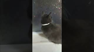 Twitchy tail Smokey purrfectlyfunny catfunny purrfectlyhilarious [upl. by Donela143]