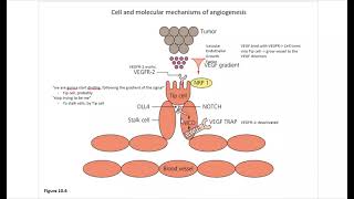 Cancer Ch10 Angiogenesis [upl. by Ysnap2]