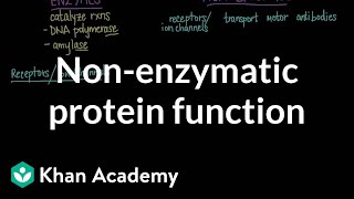 Nonenzymatic protein function  Chemical processes  MCAT  Khan Academy [upl. by Harehs]